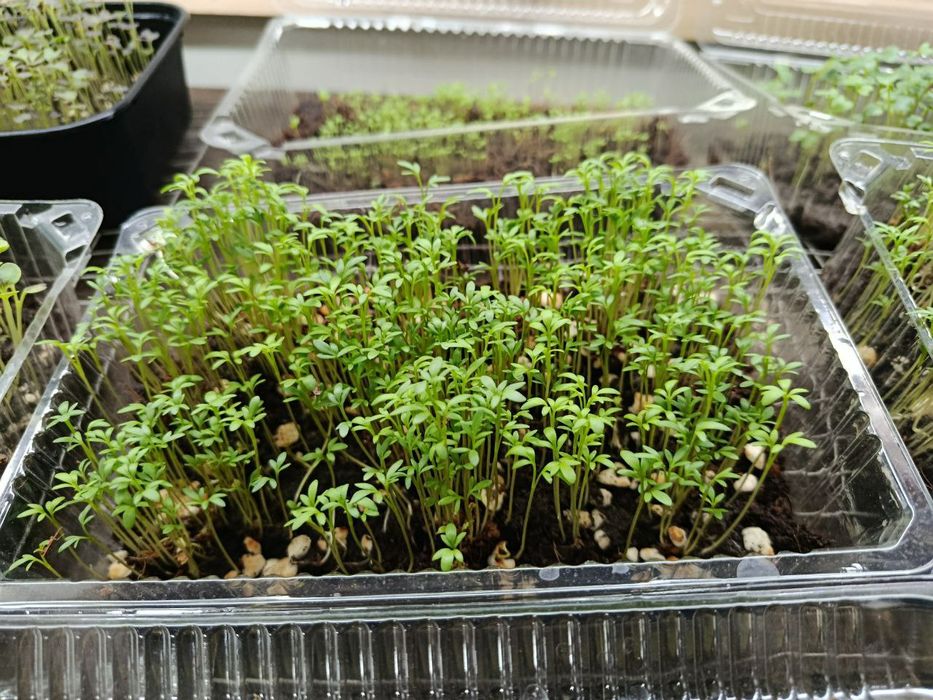 Микрозелин у'стирамиз