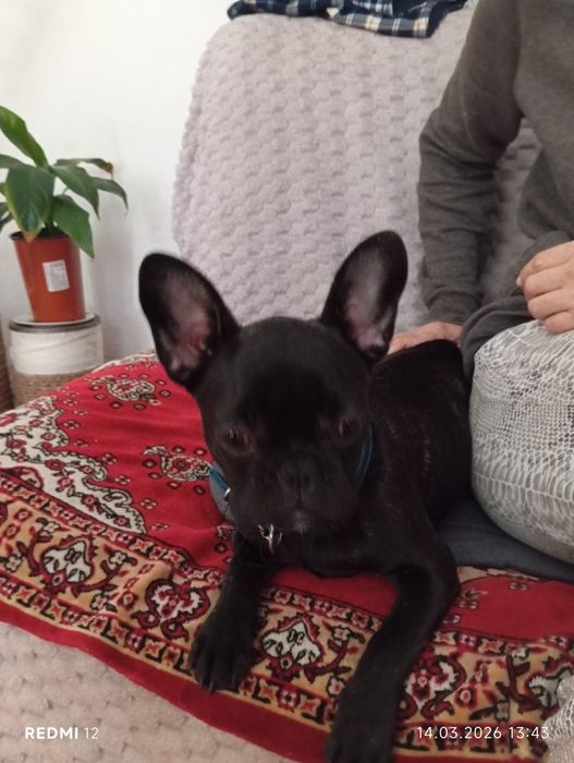 Продам французского бульдога