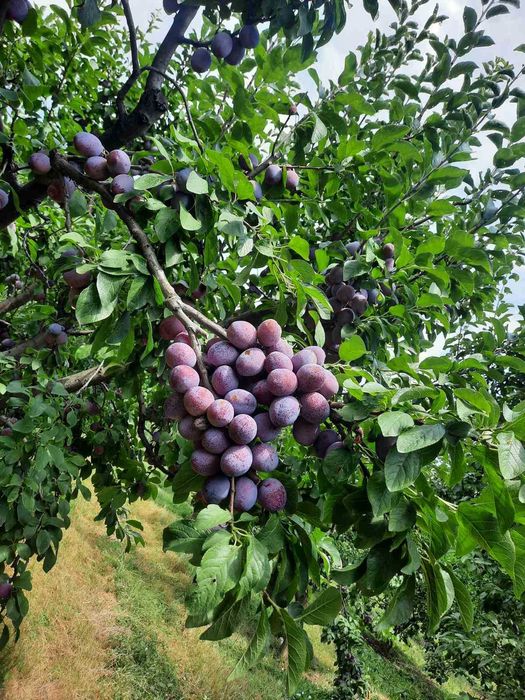 Овощни дръвчета Ябълки, Круши, Сливи, Дюли, Кайсии, Праскови