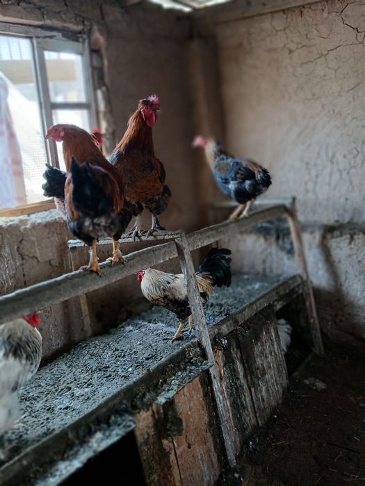 Қораздар сатылады