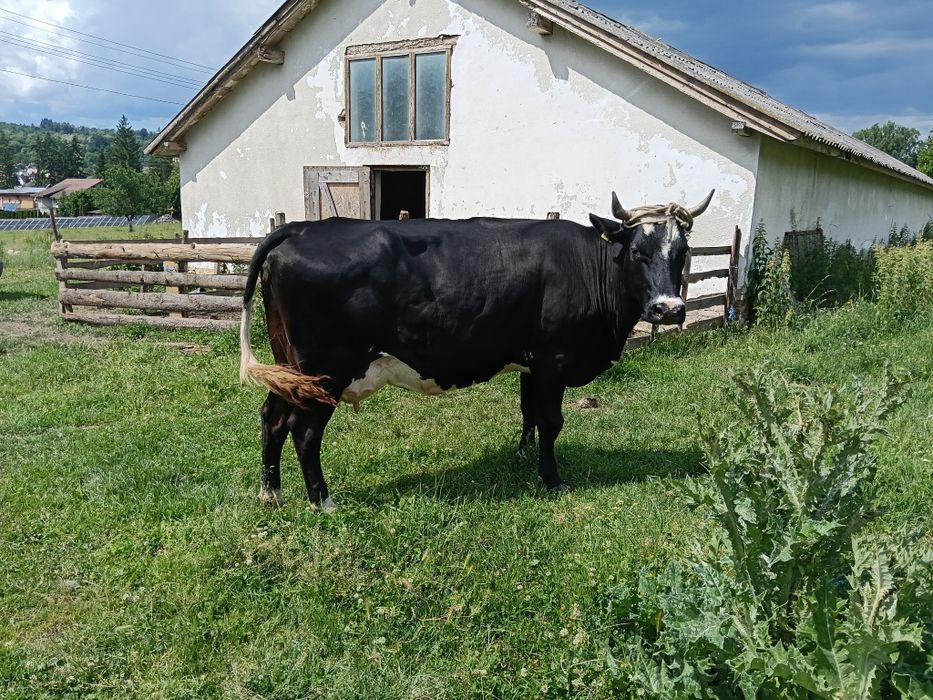 Vaca de vânzare !!!