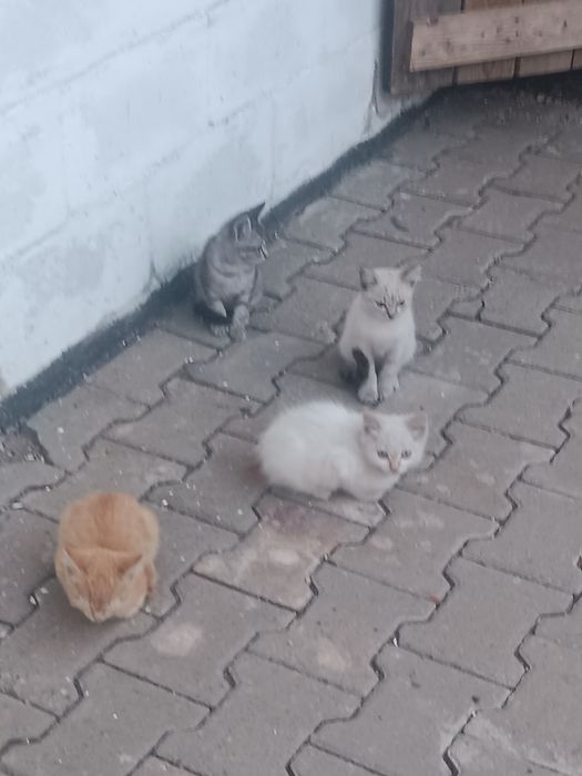 Отдам катят в хорошие руки.