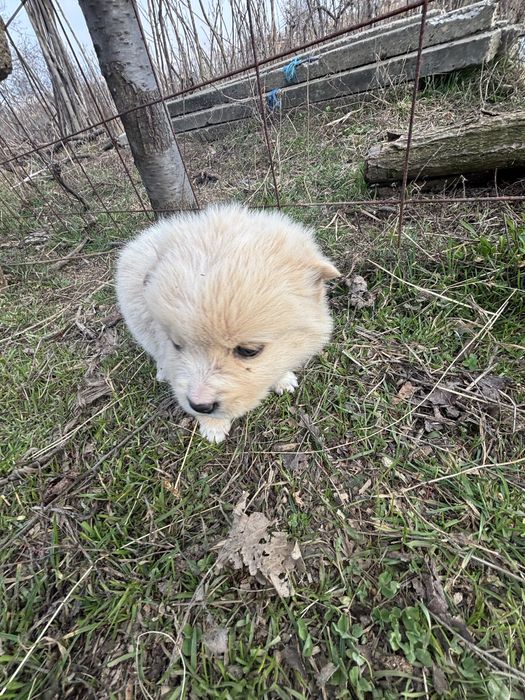 Catelusi dati spre donatie