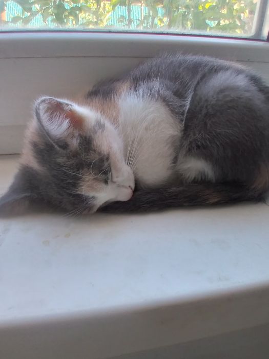 Котёнка МИЛИ бесплатно