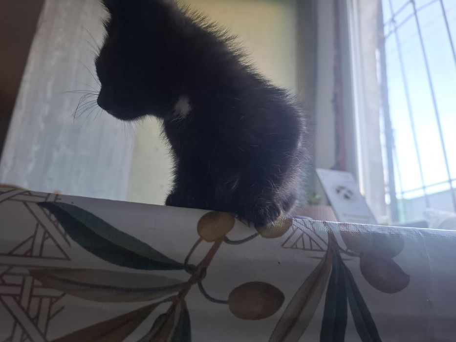 Отдам котят в хорошие руки