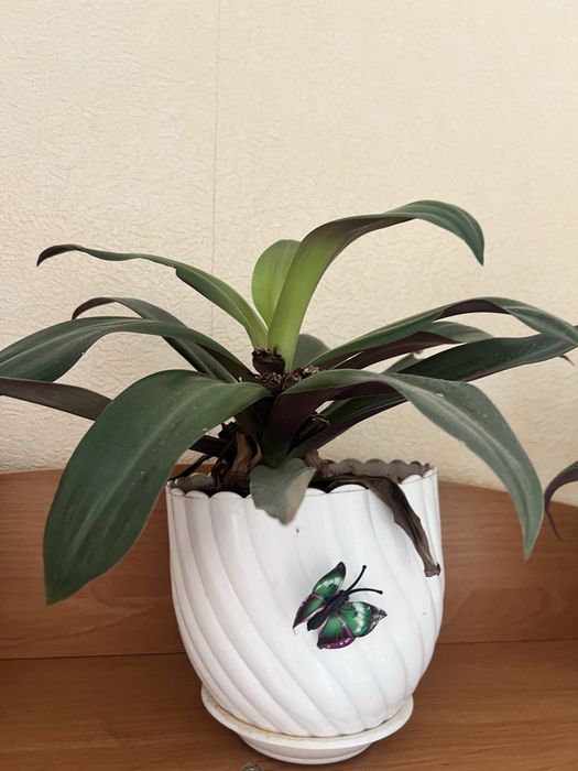 Традесканция цветок