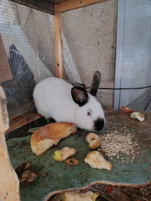 Toza zot kaliforniya