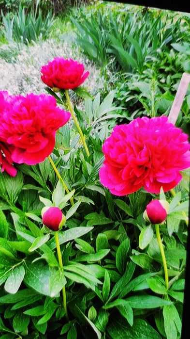 Продам жимолость-лиана,пионы,очиток.