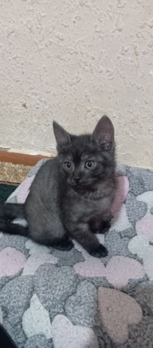 Мушукча сотилади