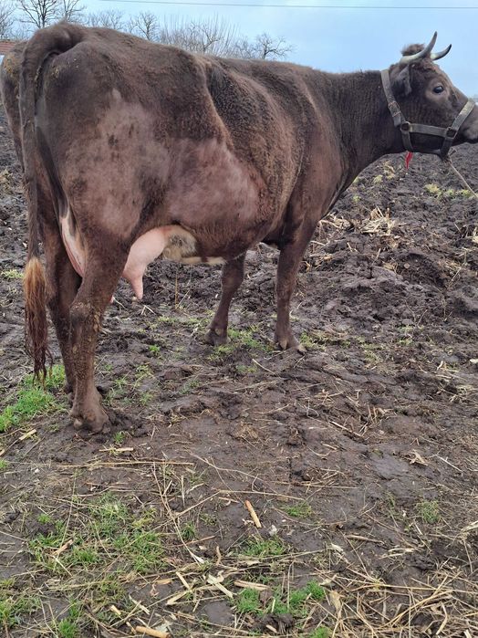 Disponibile douo vaci