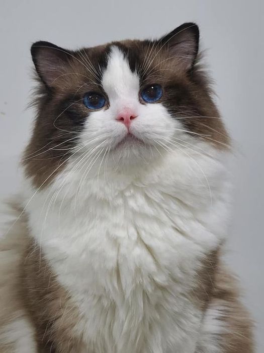 Регдоллы чистокровные