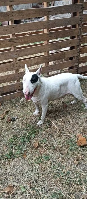 Bull Terrier Mascul