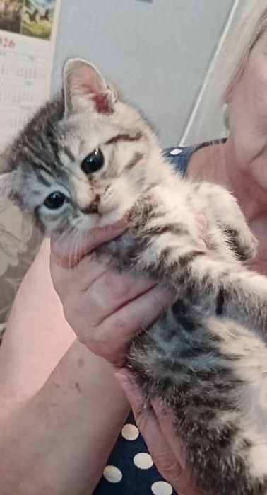 Пристраиваем котят !!!