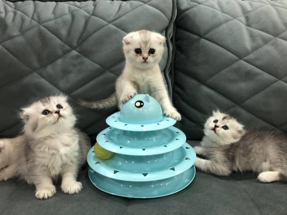 Котята Scottish Fold / шотландские котята