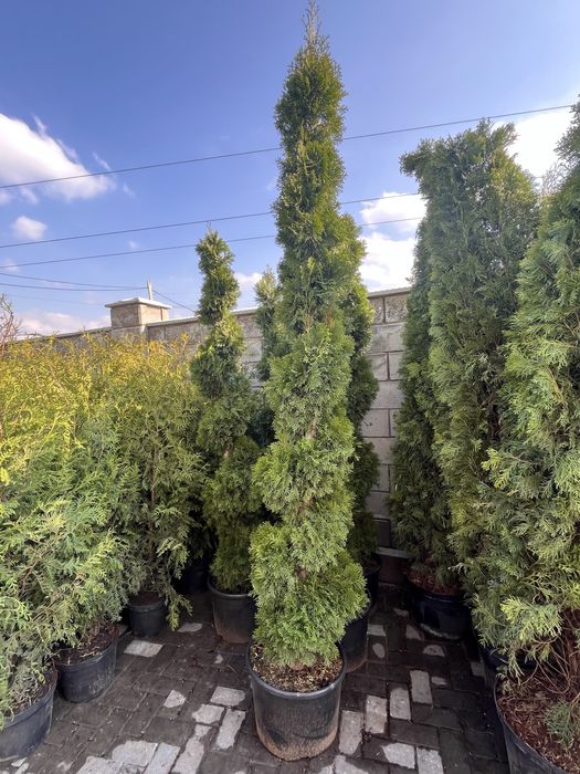 Туя дерево вечнозеленая