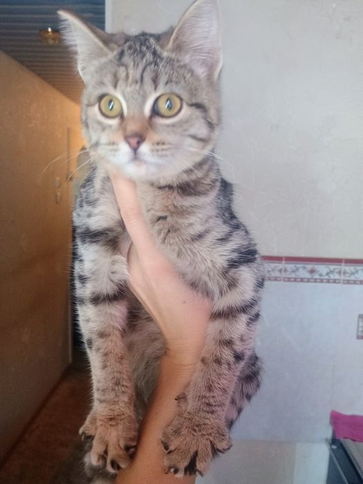 Отдам в добрые руки котенка