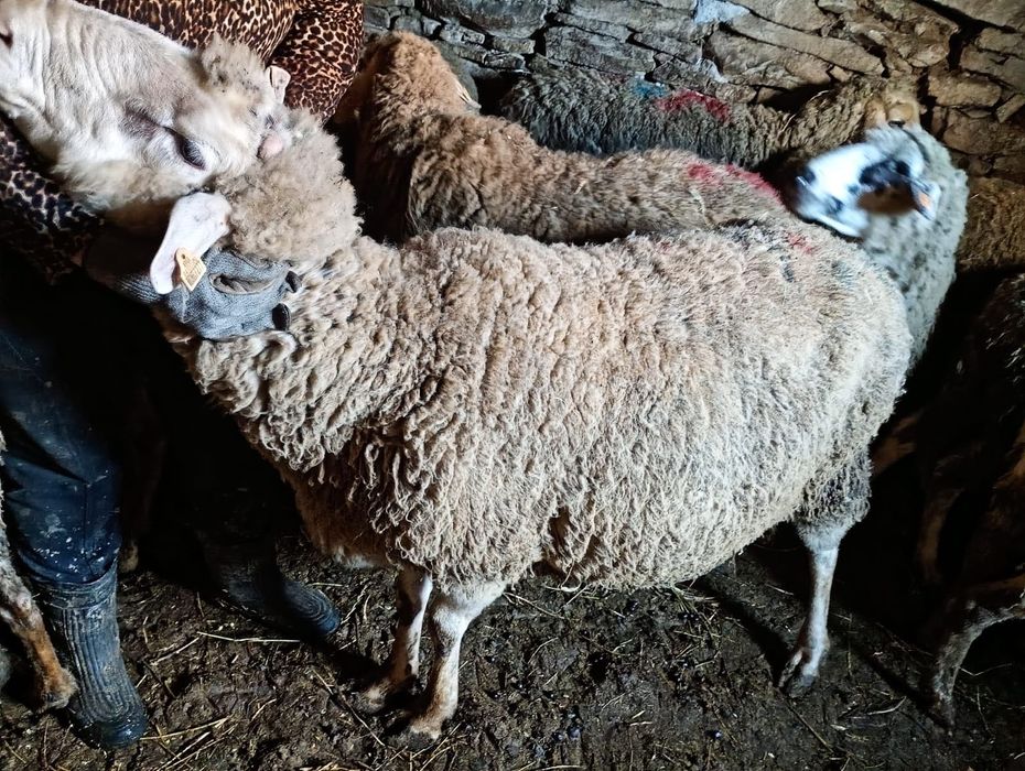 Коч за продаване