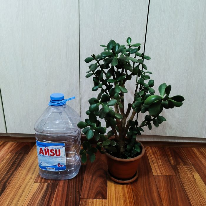 Комнатные растения -Денежное дерево