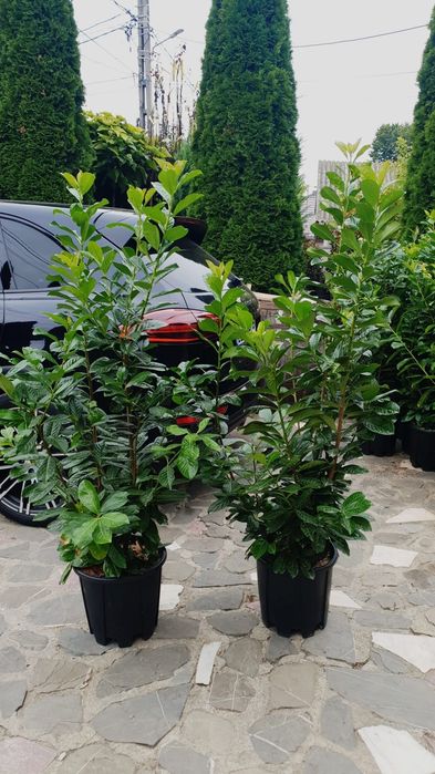 Prunus laurocerasus toate dimensiunile