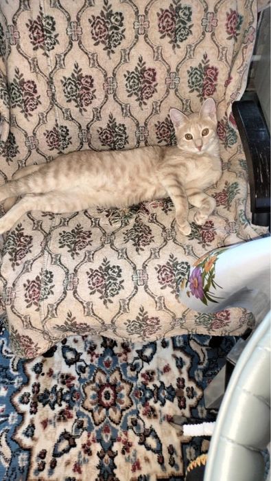 Отдам мальчишку в добрые руки!