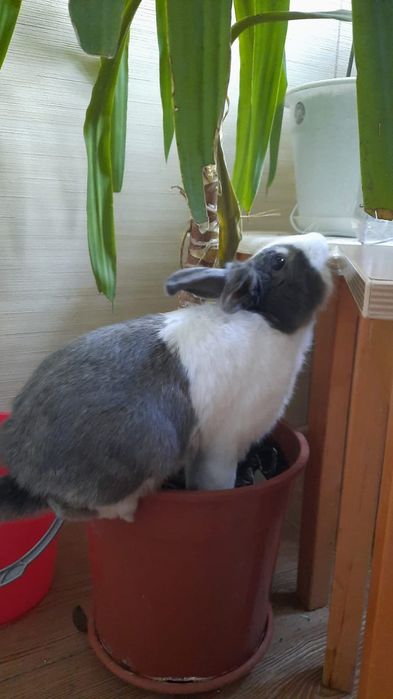 Декоративный кролик продам