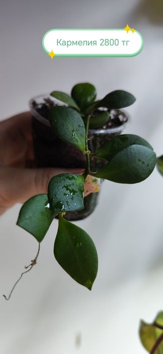 Продам хойи разных сортов