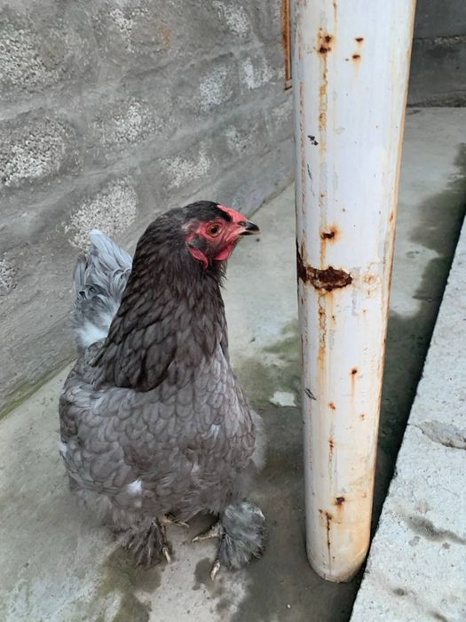 прадам 1 питуха и 3 кур пароды брама