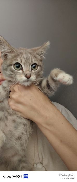 Мальчики котята возраст 2мес