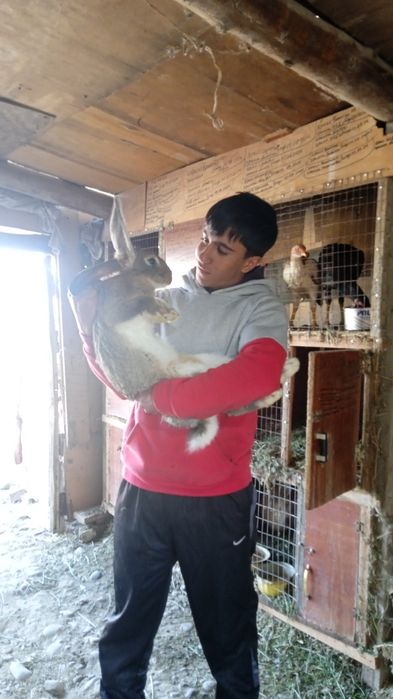 Кралы пародистых маладые прадам