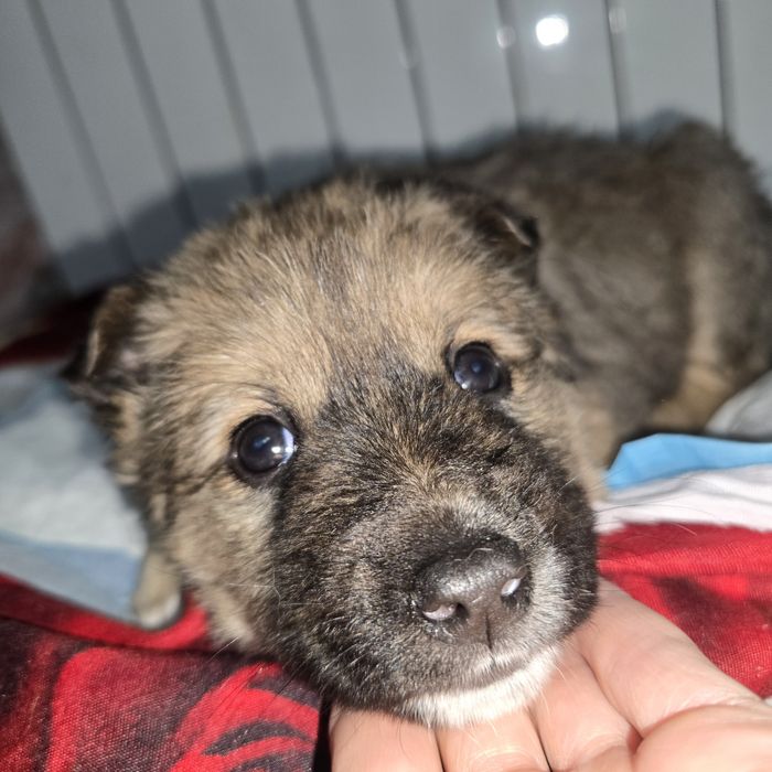 Щеночек девочка.