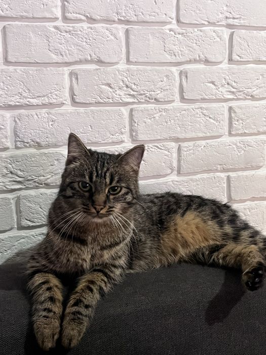 Отдам кошку в хорошие руки!!