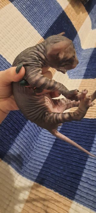 Канадский сфинкс окрас Табби на случкуу