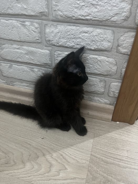 отдам котенка девочку.