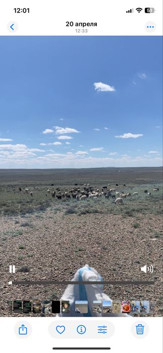 Ешкі сатылады тірідей және сойып та