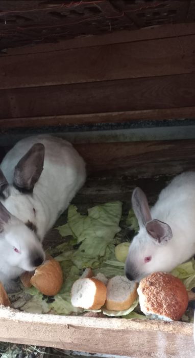 Кролики калифорнийцы