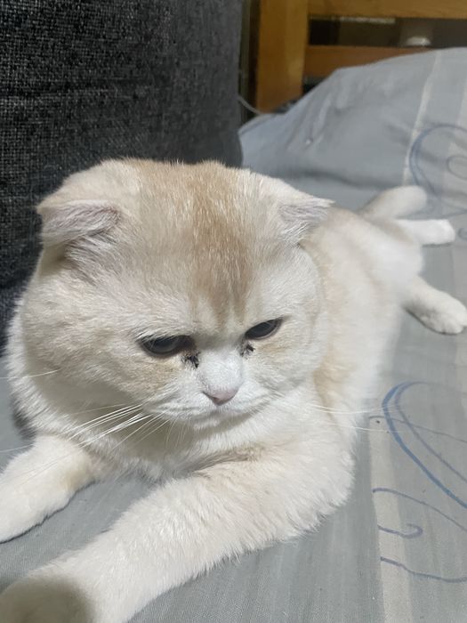 Имя Симба очень тихий и умный кошка
