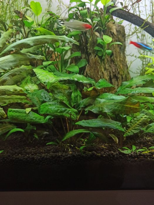 Растения за аквариум и скариди, охлюви хелена