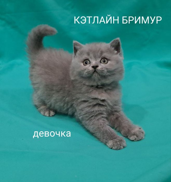 Британские котята! Питомник.