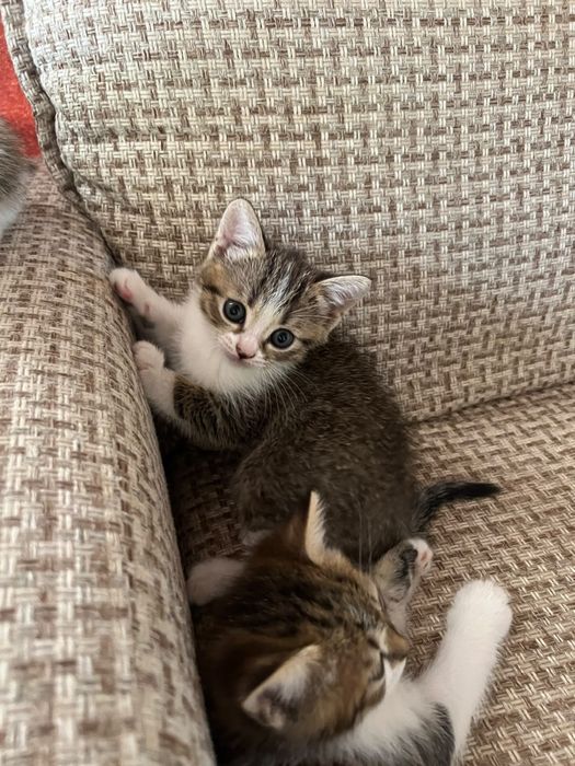 Котята  в добрые руки