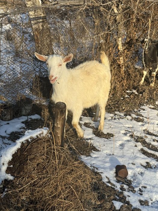 Продаю или вариант молочныйе коза