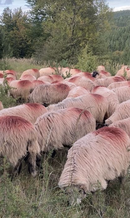 Vand sa schimb oi bucalai cu suv Suzuki