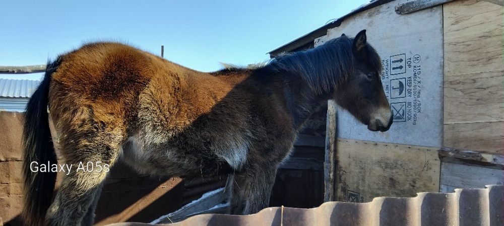 Продам молодого лошонка