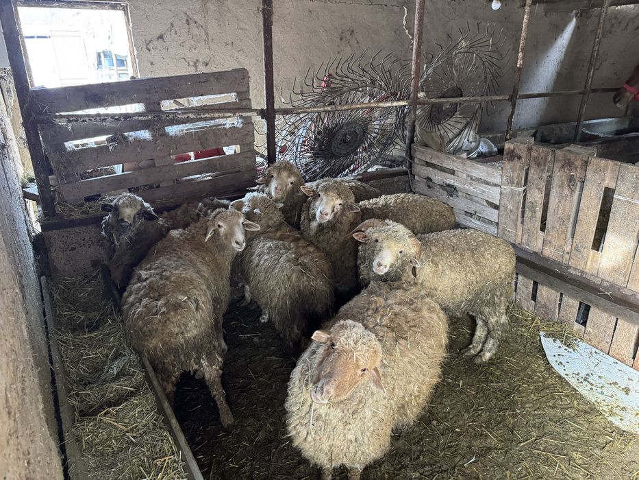 Продам барашек, тоқты.