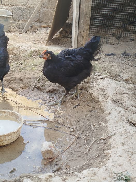 Jersi gigant horozlari