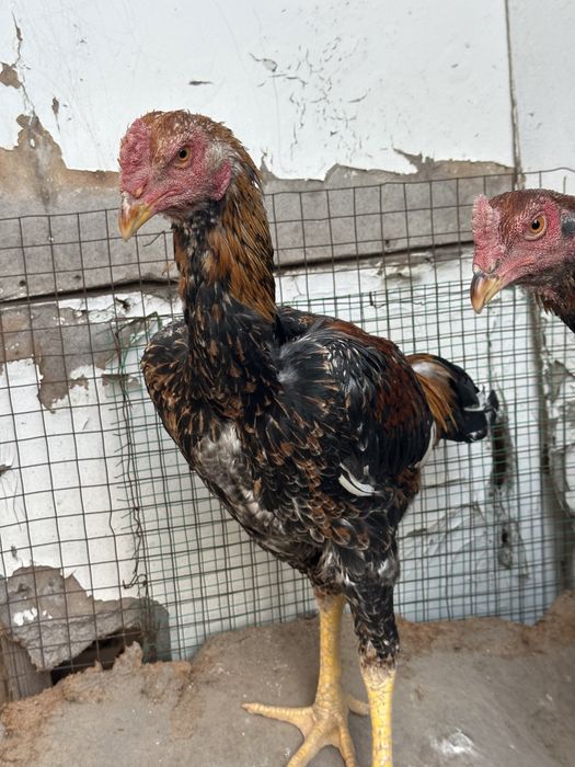 Дакан қораздар о шамо