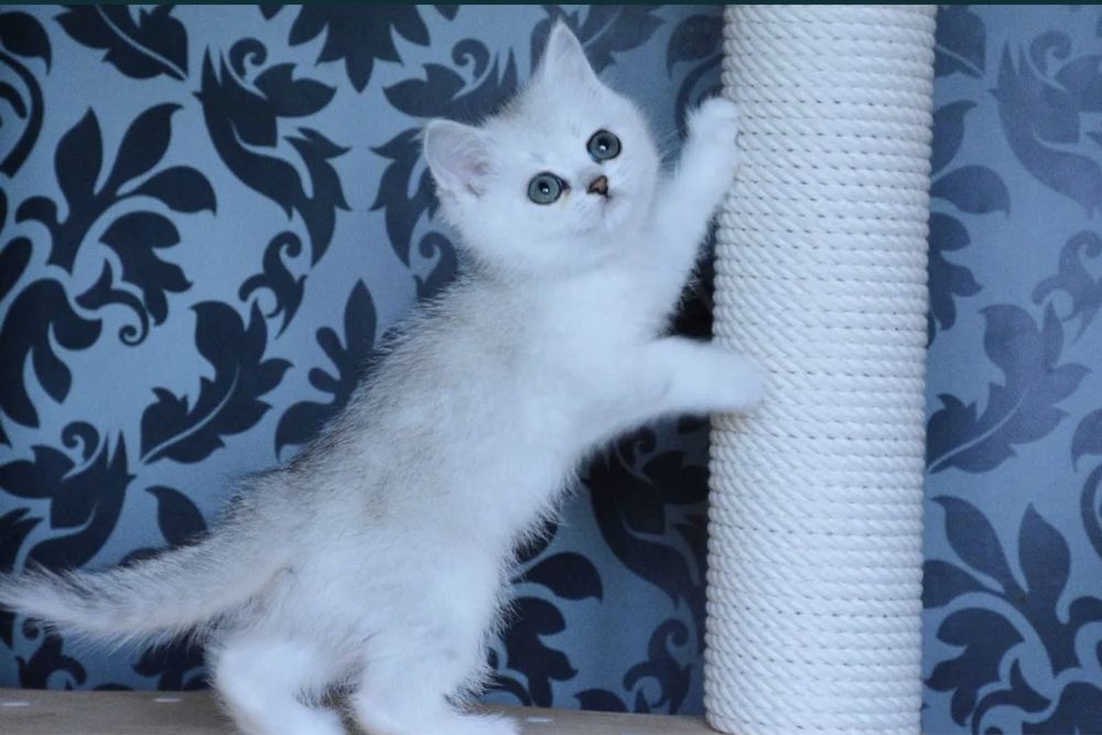 Продается котята серебристая шиншила