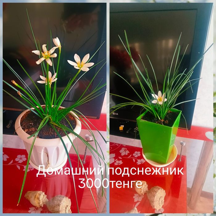 Комнатные цветы в горшках