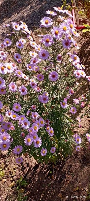 Сдам в аренду дачный участок