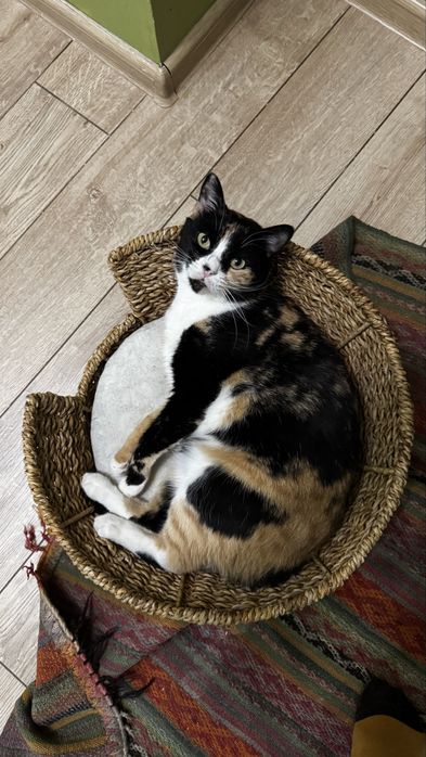 Кошку только в добрые руки