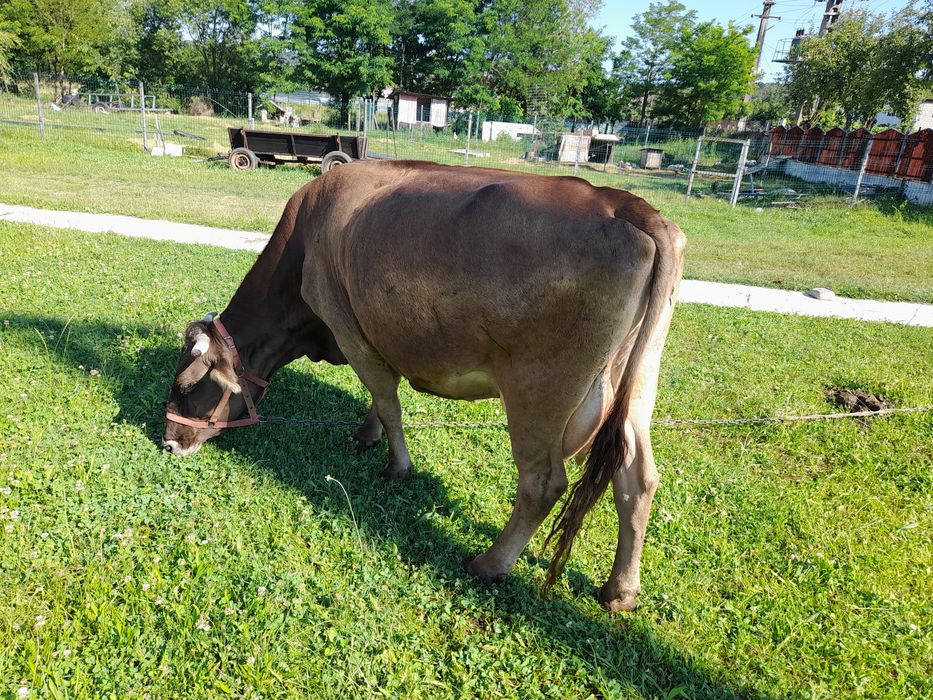 Vaca bună de lapte!